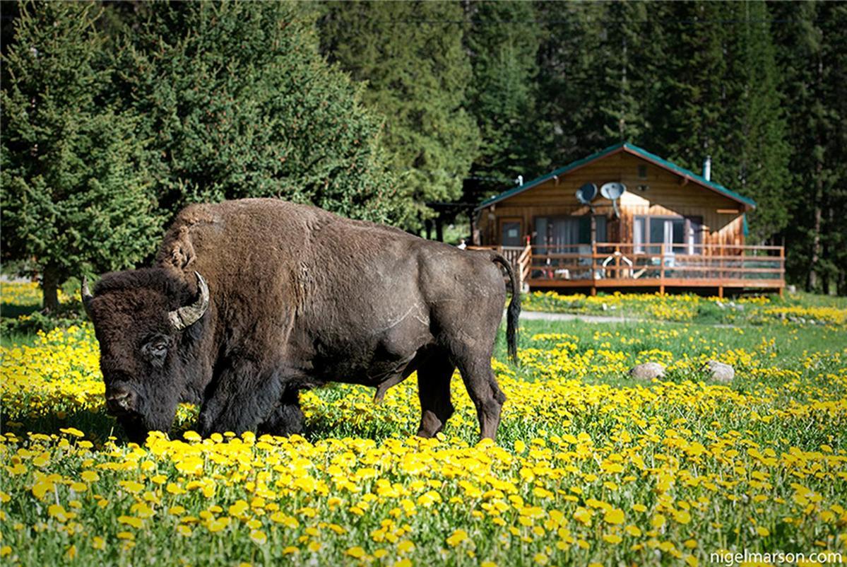 Silver Gate Lodging Кук-Сіті Екстер'єр фото